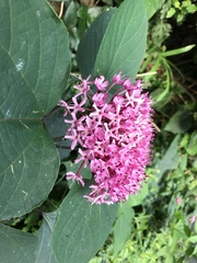 Clerodendrum bungei