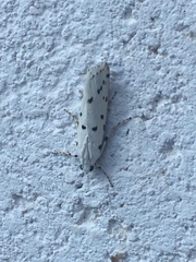 Myelois circumvoluta