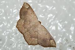 Peratostega deletaria