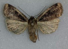 Eueretagrotis sigmoides