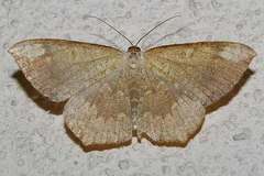 Peratostega deletaria