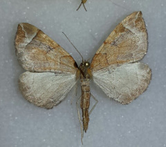Eulithis testata