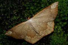 Peratostega deletaria