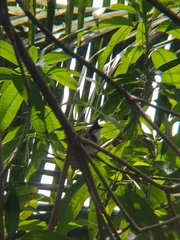 Pycnonotus jocosus