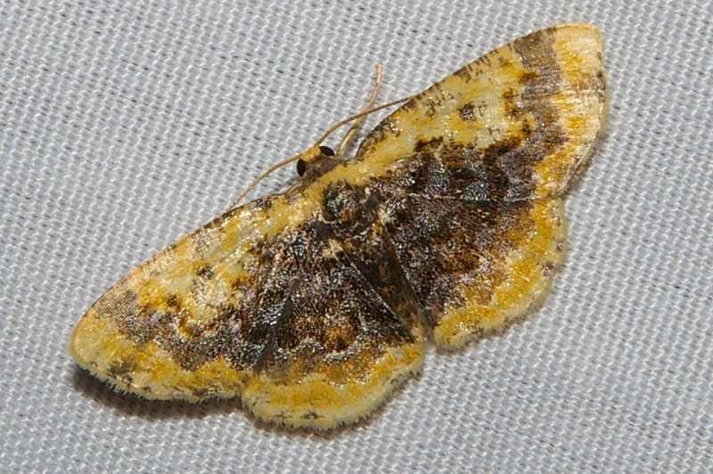 Ninodes splendens
