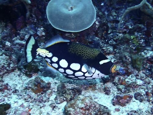 Clown Triggerfish — seen at this dive site