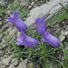 Campanula alpestris
