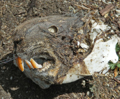 Marmota