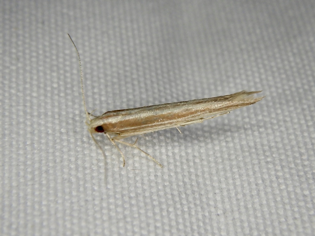 Pyroderces sarcogypsa
