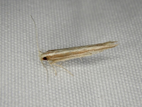 Pyroderces sarcogypsa