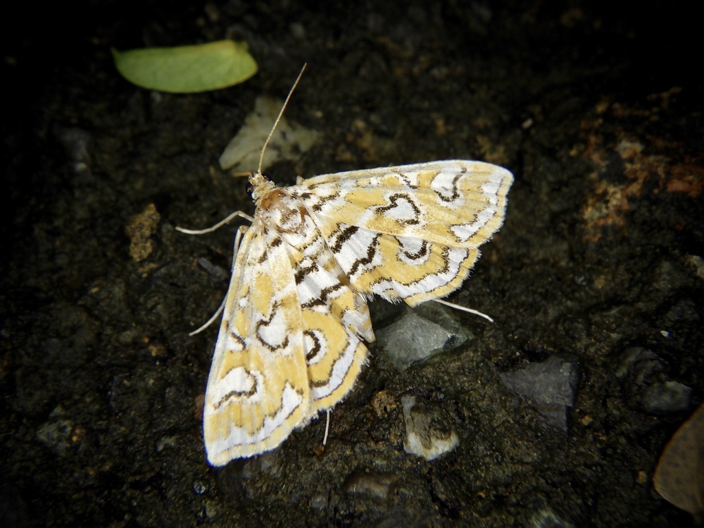 Elophila nigrolinealis