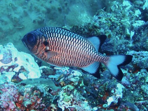 Shadowfin Soldierfish — seen at this dive site