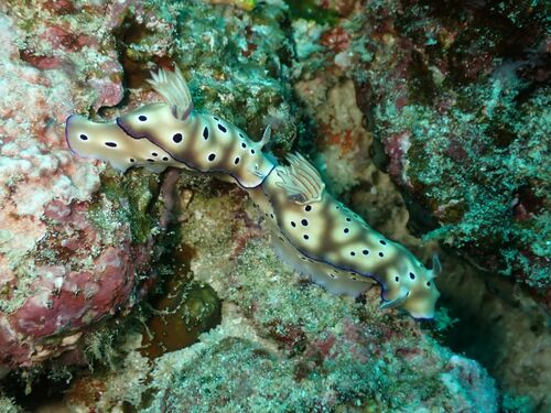 Tryon's Hypselodoris — seen at this dive site