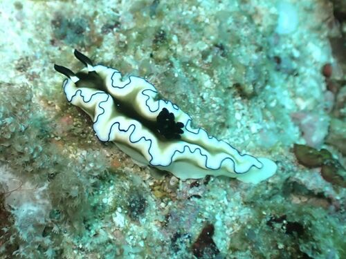 Black-margined Nudibranch — seen at this dive site