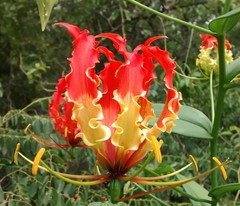 Gloriosa superba
