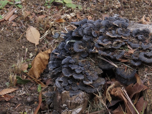 Trametes versicolor