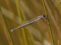Austrolestes aridus