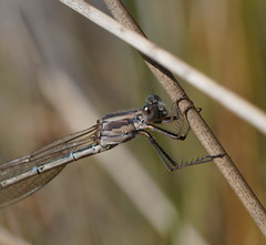 Austrolestes aridus