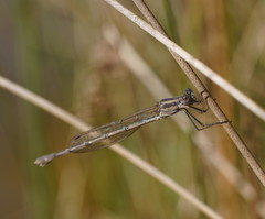 Austrolestes aridus