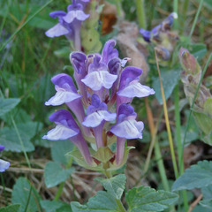 Scutellaria alpina