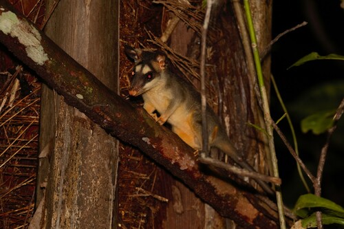 Gray Four-eyed Opossum