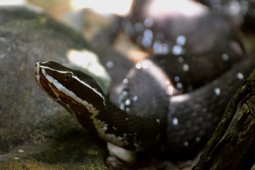 Agkistrodon bilineatus