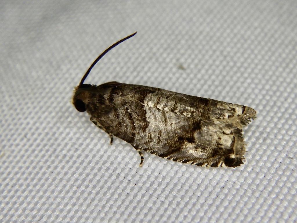 Rhopobota latipennis