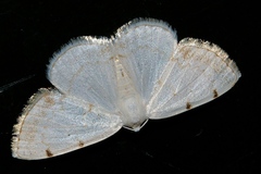 Lomographa bimaculata