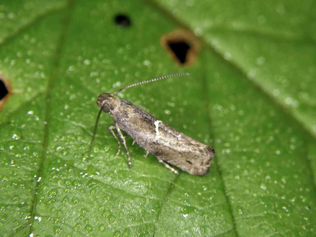Acrolepiopsis japonica