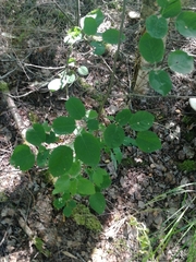 Amelanchier spicata
