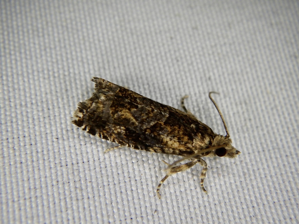 Zeiraphera fulvomixtana