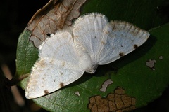 Lomographa bimaculata