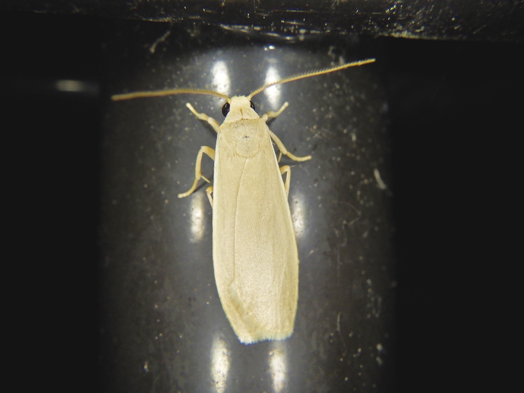 Manulea affineola