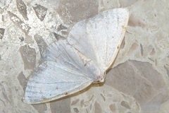 Lomographa bimaculata