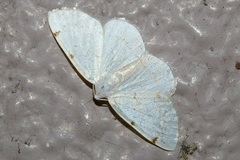 Lomographa bimaculata