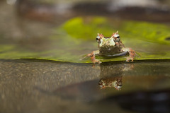 Pristimantis appendiculatus