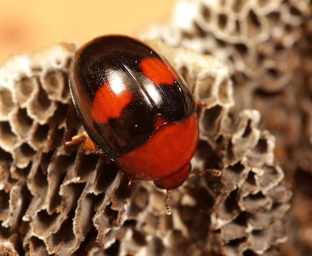 Palaeolybas coccinelloides
