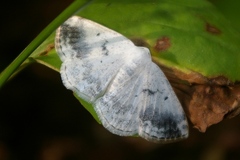 Lomographa temerata