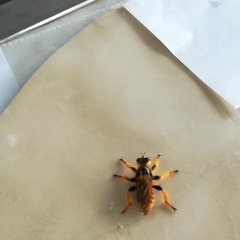 Pogonosoma maroccanum