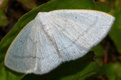 Lomographa subspersata