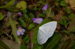 Lomographa subspersata
