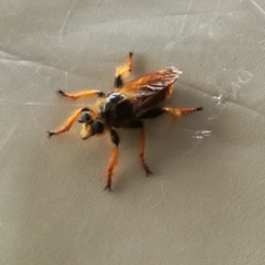 Pogonosoma maroccanum