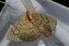 Cabera griseolimbata