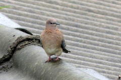 Streptopelia senegalensis