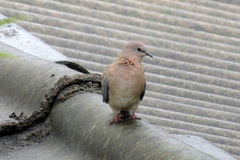 Streptopelia senegalensis