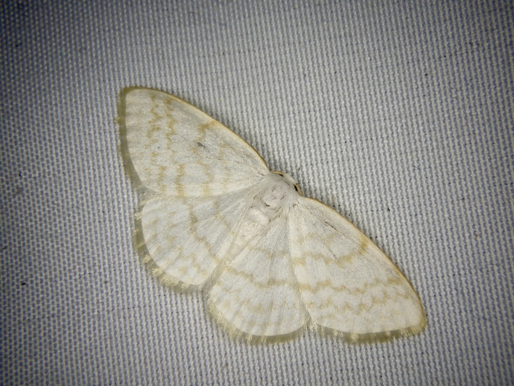 Ditrigona quinquelineata