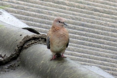 Streptopelia senegalensis