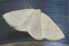 Parabapta clarissa