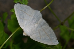 Parabapta clarissa