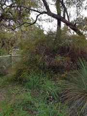 Acacia trigonophylla